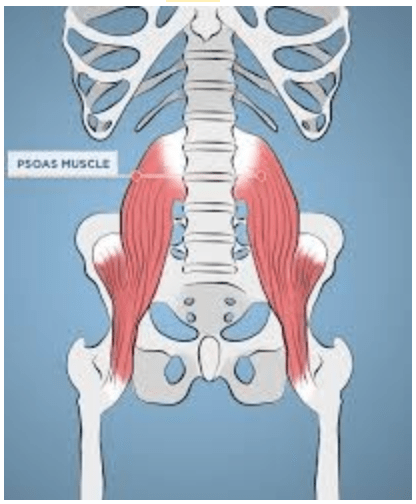 The Psoas Muscle